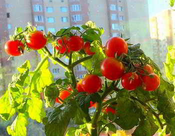 Домашняя мини ферма помидоров