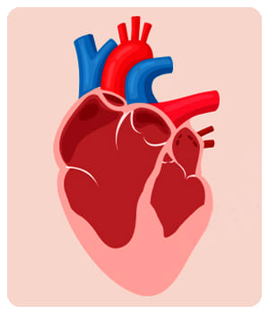 Увеличение сердечной мышцы до применения препарата Кардицин.