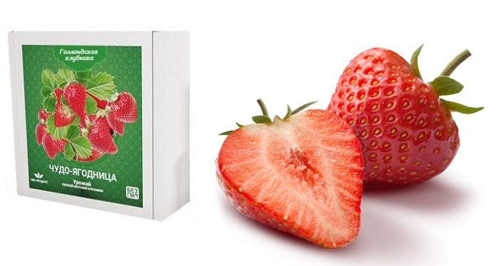 Чудо-ягодница «Голландская клубника»: до 3 килограммов плодов каждый месяц!