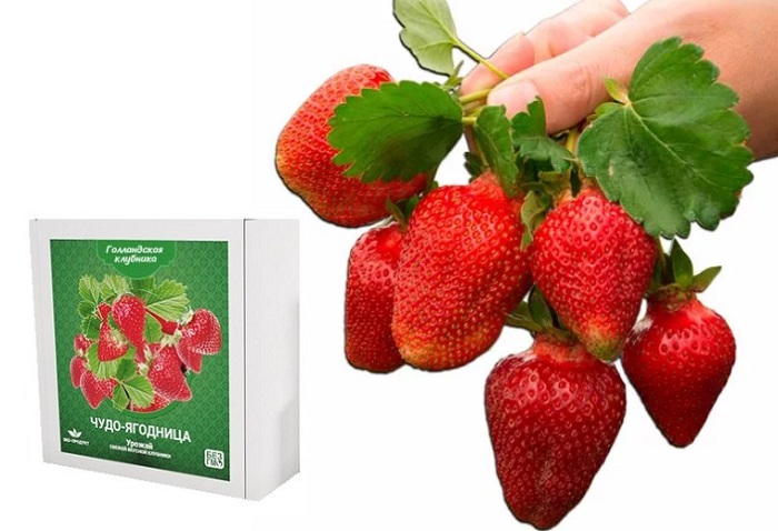 Чудо-ягодница «Голландская клубника»: до 3 килограммов плодов каждый месяц!